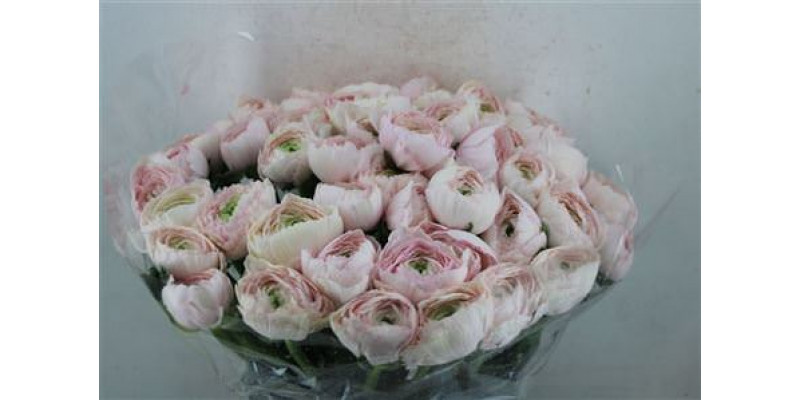 Ranunculus Cloni Sup Favola 40cm