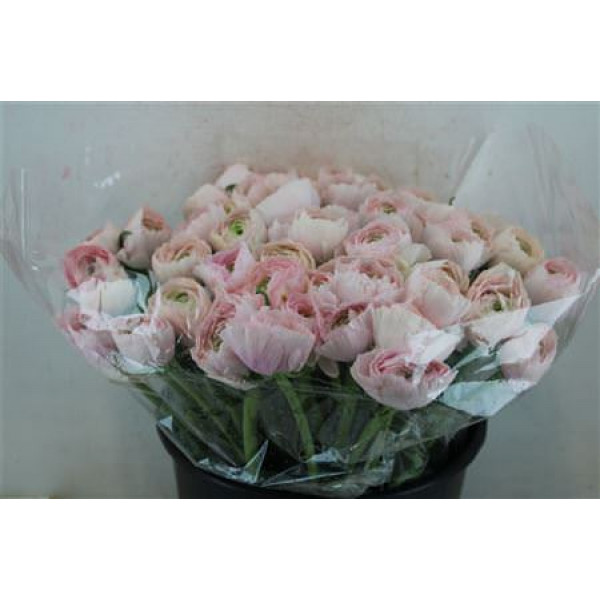 Ranunculus Cloni Sup Favola 40cm