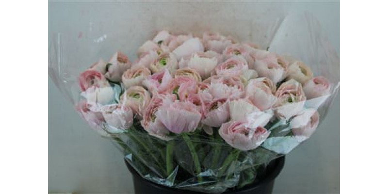 Ranunculus Cloni Sup Favola 40cm