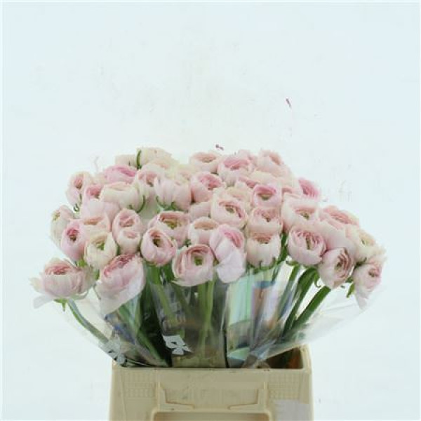 Ranunculus Su Favola (fr) 45 cm A1