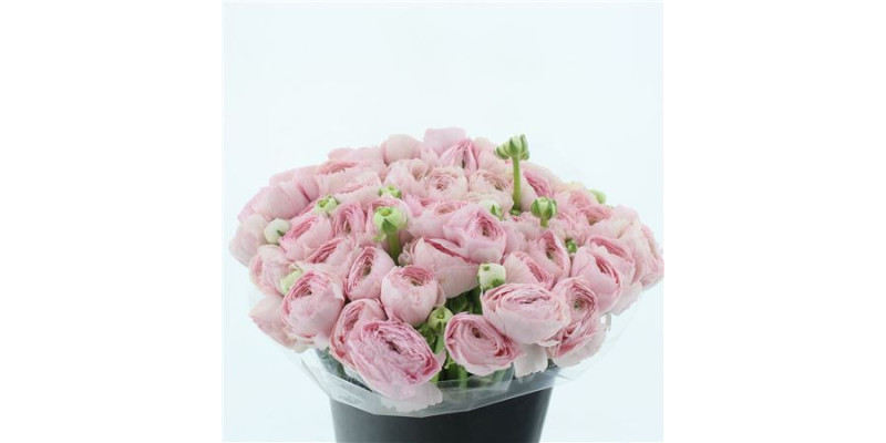 Ranunculus Clooney Favola 40 cm A1