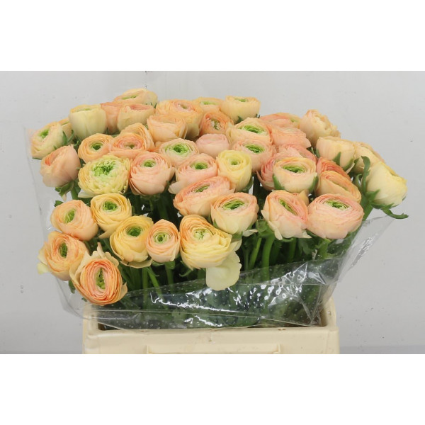 Ranunculus Kl Tuareg Xl 40cm  Col-Peach