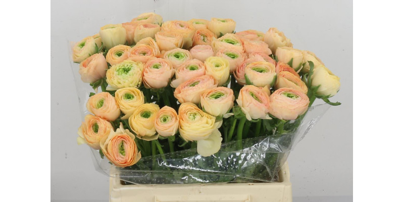 Ranunculus Kl Salmon New Xl 40cm  Col-Peach