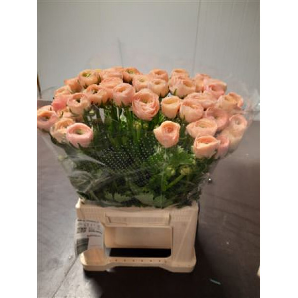 Ranunculus Kl Su Tuareg 40cm 