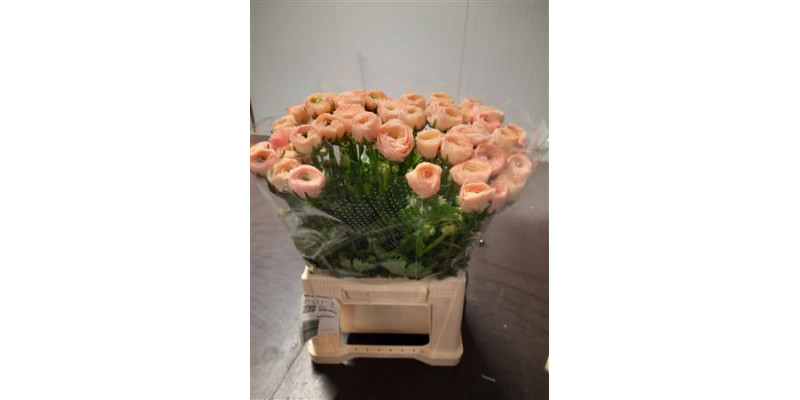 Ranunculus Kl Su Tuareg 40cm 