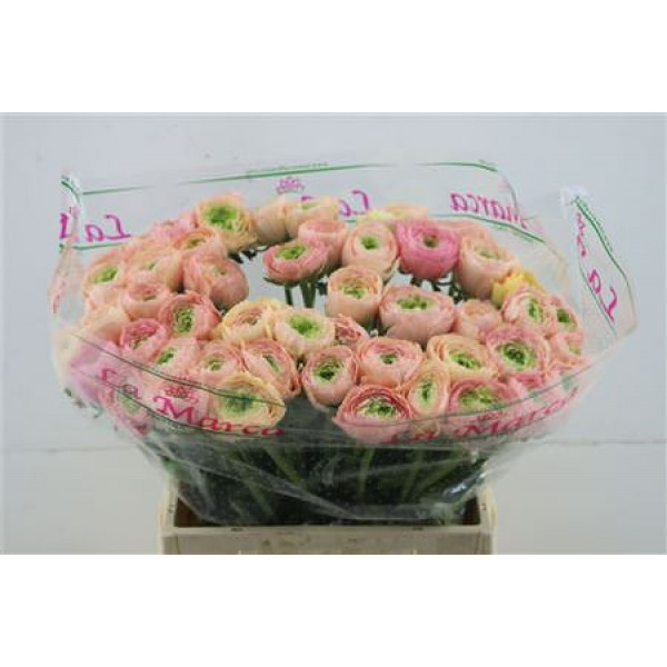 Ranunculus Cloni Tuareg 45cm A1