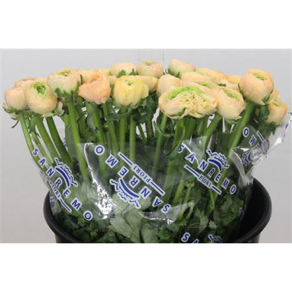 Ranunculus Clooney Tuareg Super 45cm A1