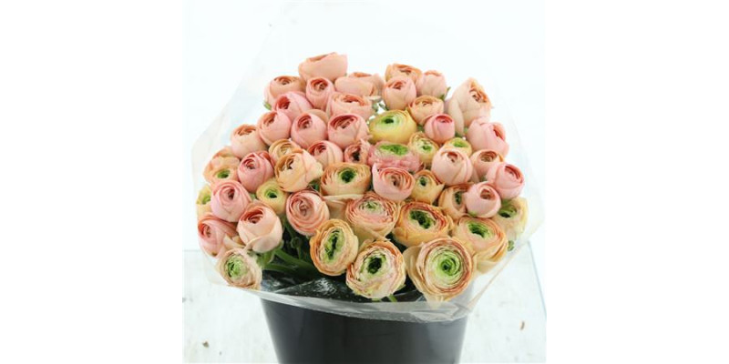 Ranunculus Su Sr Tuareg Extra 40 cm A1