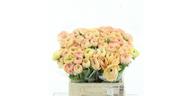 Ranunculus Cooneyl Tuareg 40 cm A1