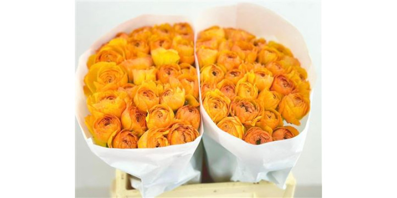 Ranunculus Clooney Sunrise 45 cm A1