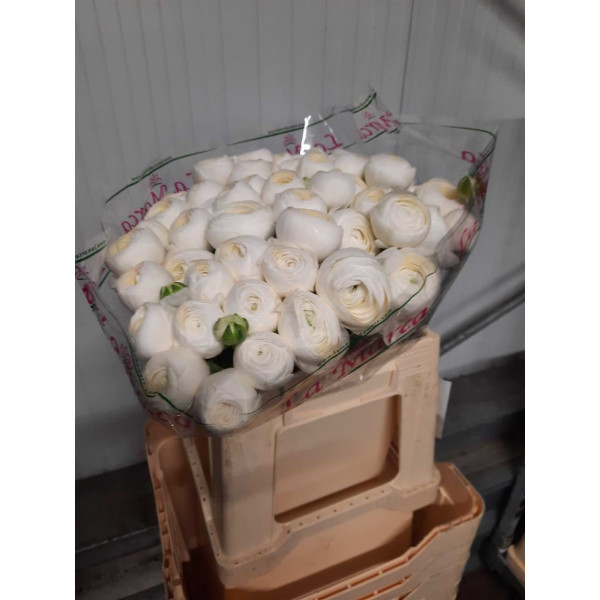 Ranunculus Kl Niveo Xxl 40 A1White