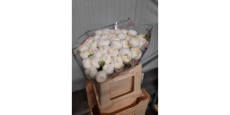 Ranunculus Kl Niveo Xxl 40 A1White