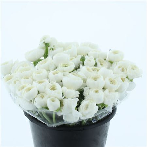 Ranunculus Su Sr Niveo Extra 40 cm A1