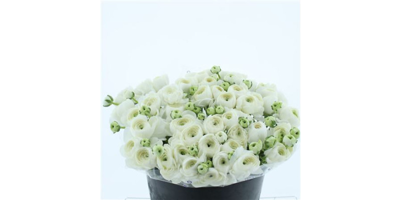 Ranunculus Su Sr Niveo I 40 cm A1