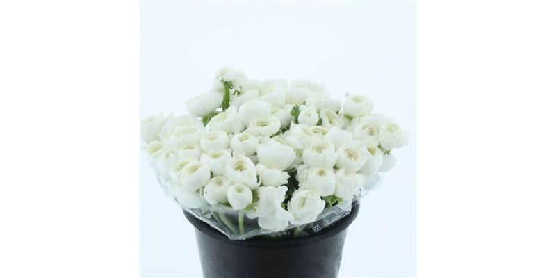 Ranunculus Su Sr Niveo Super 40 cm A1