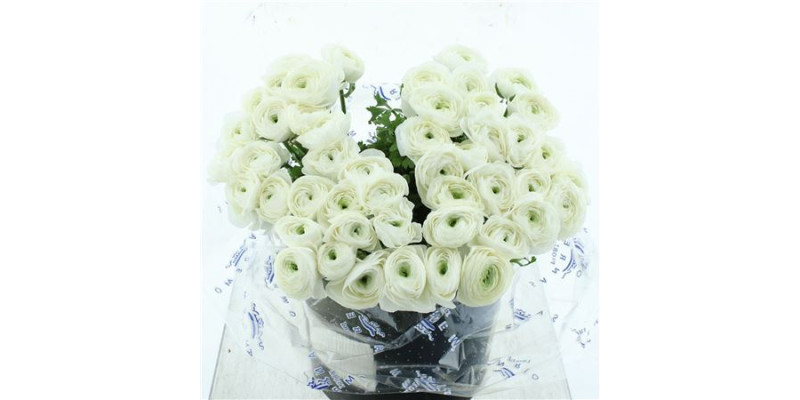 Ranunculus Clooney Niveo 40 cm A1
