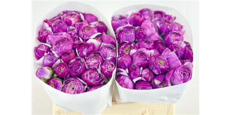 Ranunculus Clooney Nono Antonio 45 cm A1