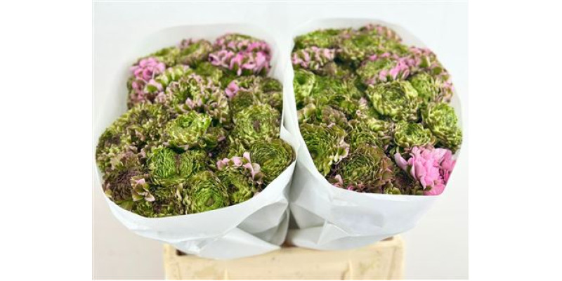 Ranunculus Pon Pon Candy 45 cm A1