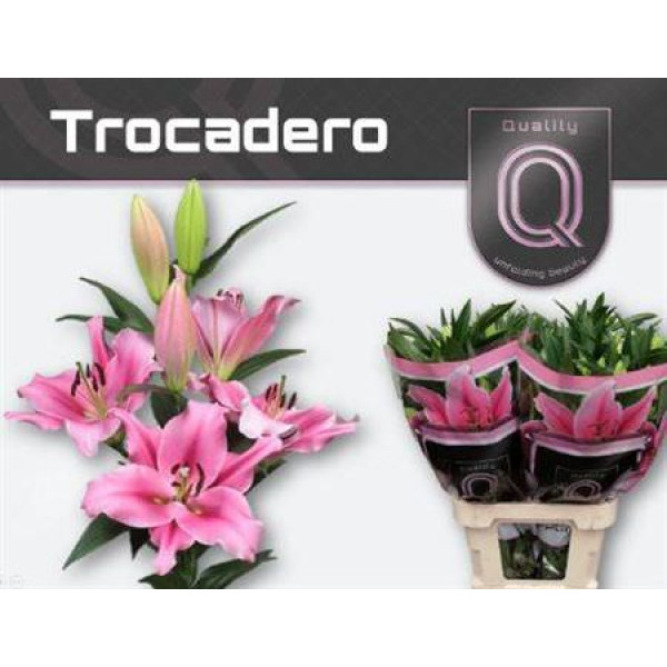 Lillys Or Trocadero 4+ 95 cm A1