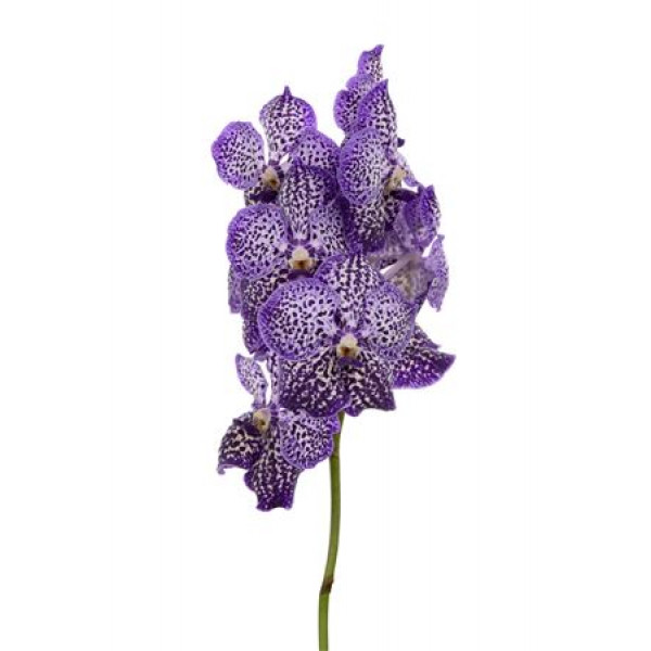 Orchid Vanda Sunanda Royal Purple 0cm A1 Col-Bicolor