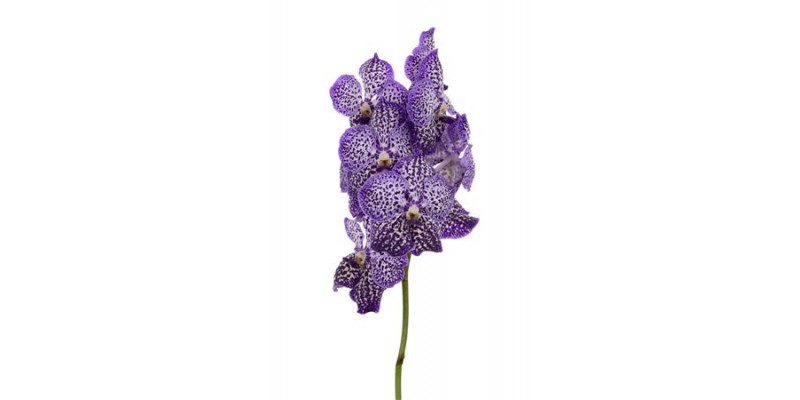 Orchid Vanda Sunanda Royal Purple 0cm A1 Col-Bicolor