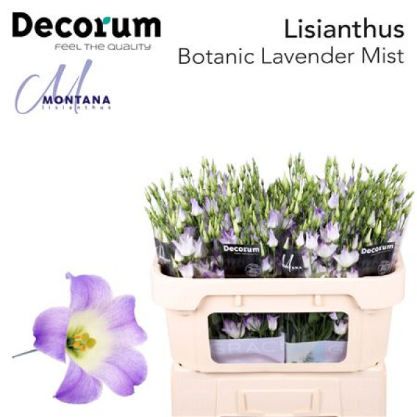 Lisianthus E Botanic Lavender Mist 75cm A1