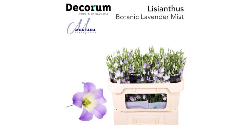 Lisianthus E Botanic Lavender Mist 75cm A1