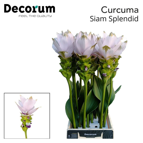 Curc Al Siam Splendi 70 cm A1