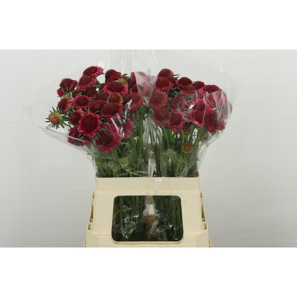 Scab At F Dark Cherry Scoop 60 cm 