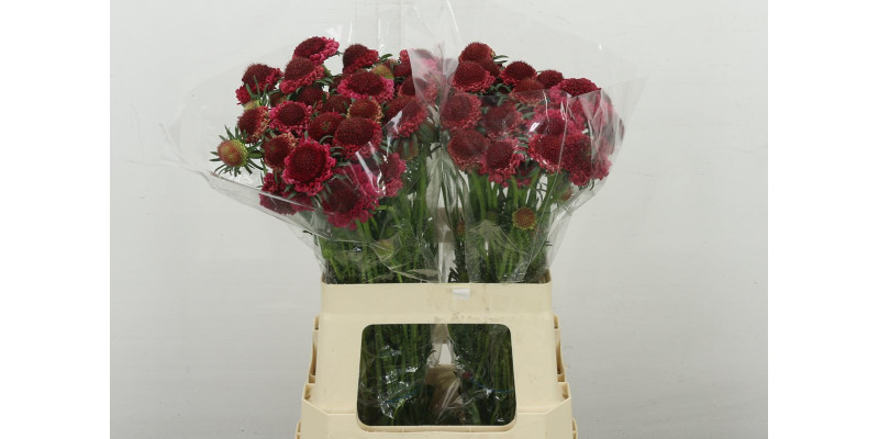 Scab At F Dark Cherry Scoop 60 cm 