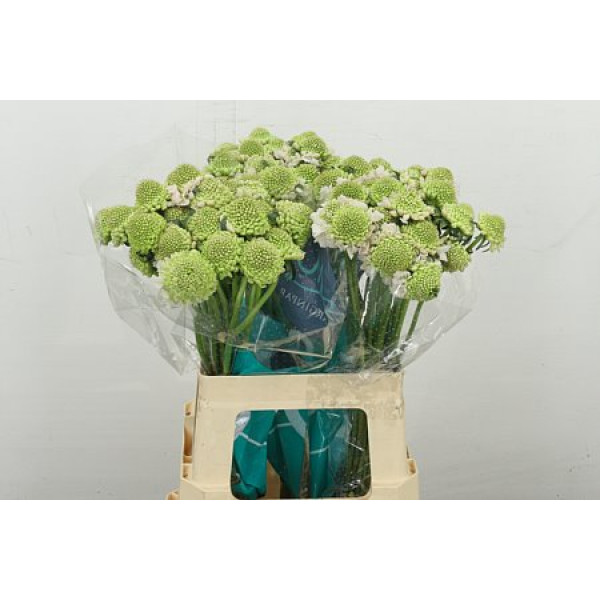 Scab At F Va B Scoop 60 cm A1