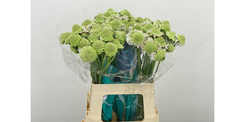 Scab At F Va B Scoop 60 cm A1