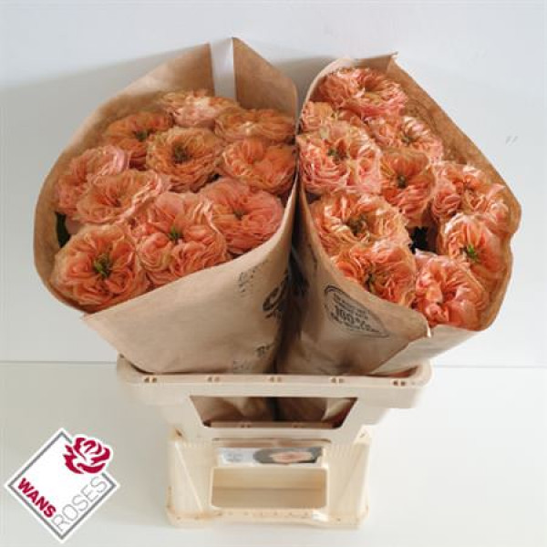 Rose Gr Garden Living Coral 60cm A1