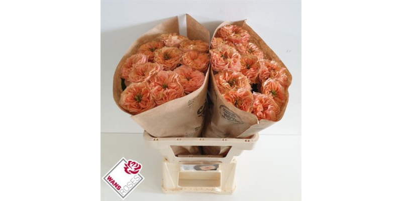 Rose Gr Garden Living Coral 60cm A1