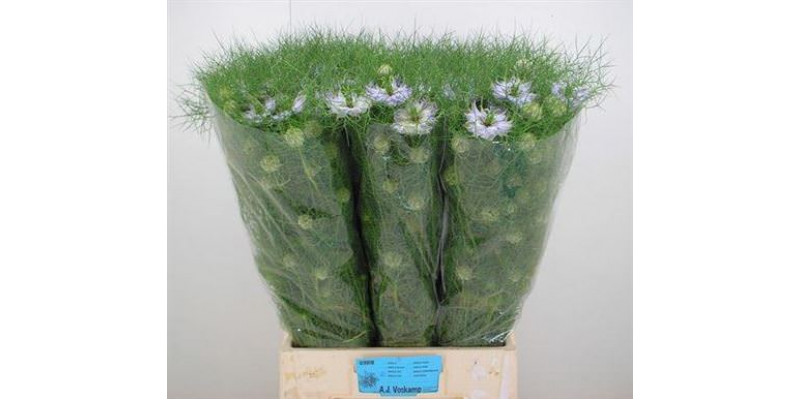 Nige D Clou Lavender 75cm A1