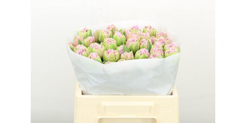 Tulips Freesias Cairns 35cm A1