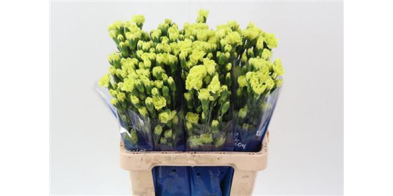 Dianthus Tr Bamboo Select Hi 65cm A1