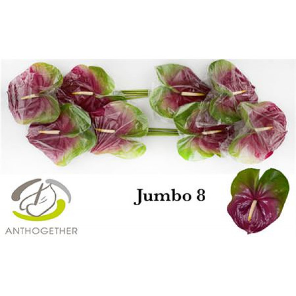 Anthurium A Jumbo 8 A1