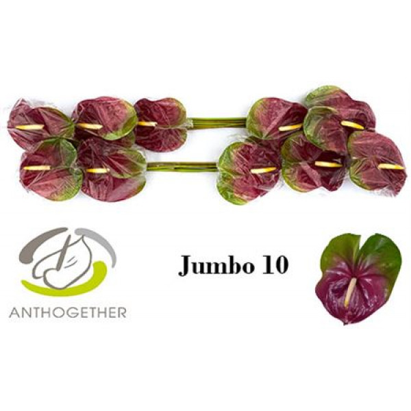 Anthurium A Jumbo 10  A1