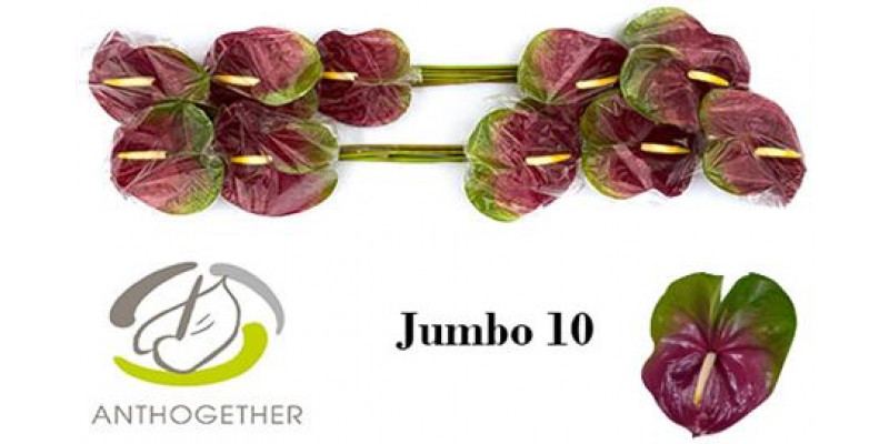 Anthurium A Jumbo 10  A1