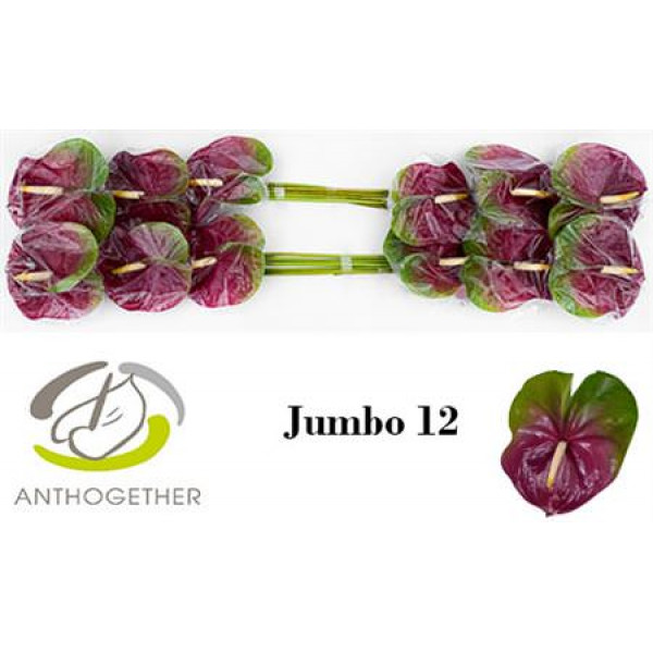 Anthurium A Jumbo 12  A1