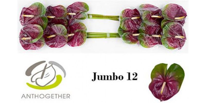 Anthurium A Jumbo 12  A1