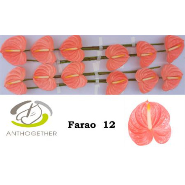 Anthurium A Farao 12 0cm A1