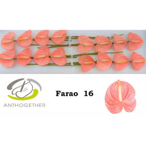 Anthurium A Farao 16  A1