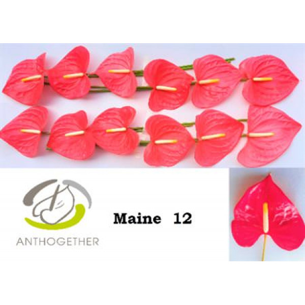 Anthurium A Maine 12  A1