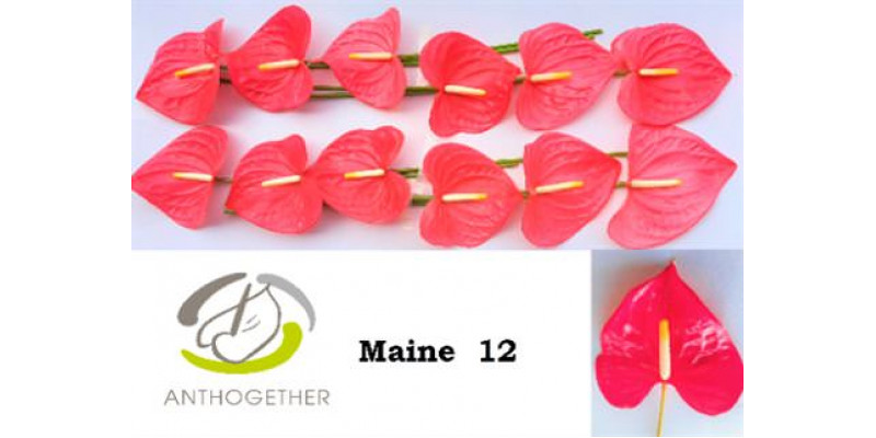 Anthurium A Maine 12  A1