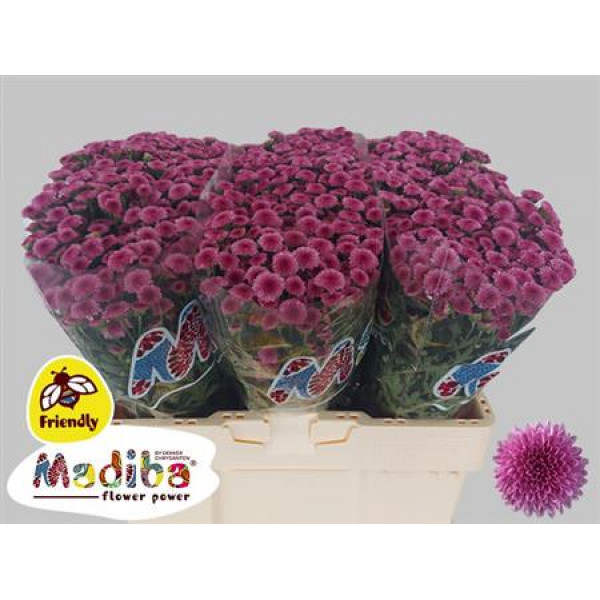 Chrysanthemums S Mad Tyolo Pink 55cm A1