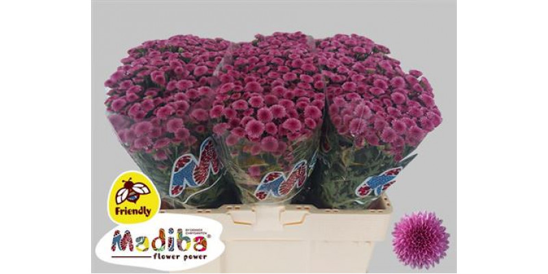 Chrysanthemums S Mad Tyolo Pink 55cm A1