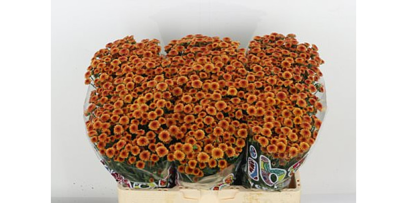 Chrysanthemums S Mad Tyolo Oran 55 cm A1