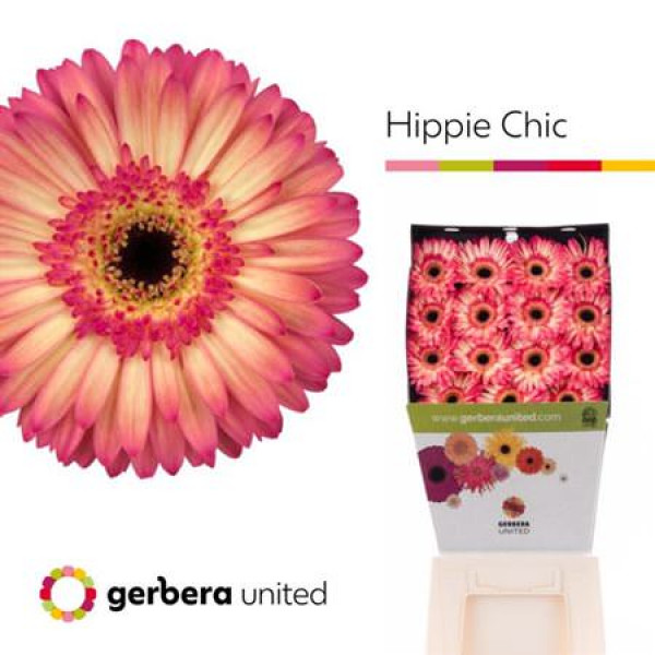 Gerbera Hippie Chic 50cm A1